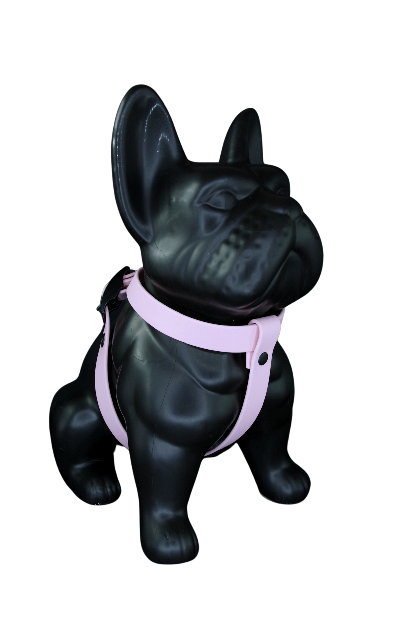 Harness Rose