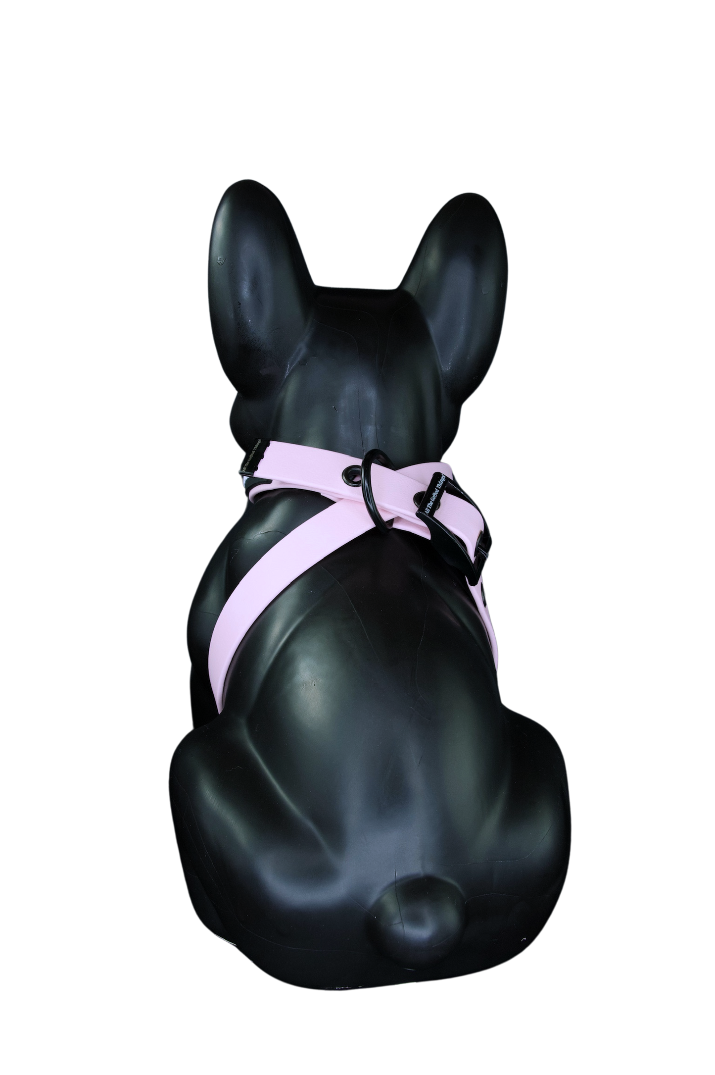 Harness Rose
