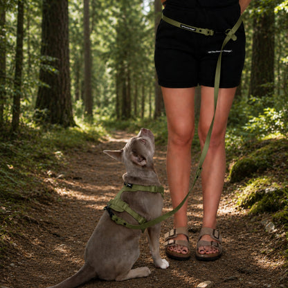 Pop Hands-free Leash Olive