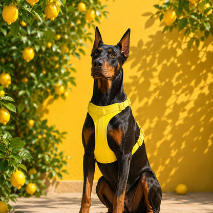 Pop Padded Harness Lemon