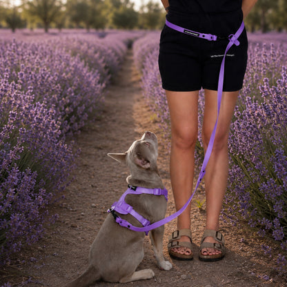 Pop Hands-free Leash Lavender