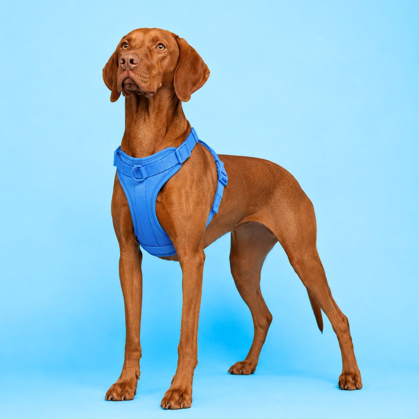 Pop Padded Harness Sky