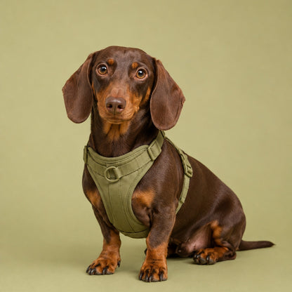 Pop Padded Harness Olive