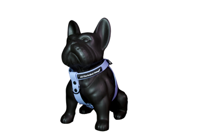 Harness Sky